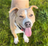 adoptable Dog in napa, CA named Honey ID 45021