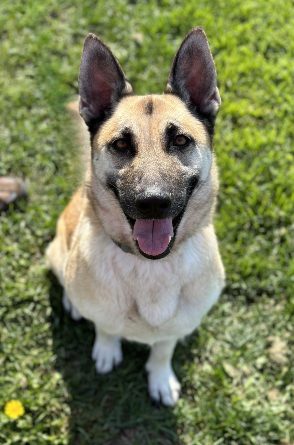 adoptable Dog in Napa, CA named Luna ID 44065
