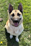 adoptable Dog in napa, CA named Luna ID 44065