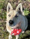 adoptable Dog in napa, CA named Shasta ID 28308