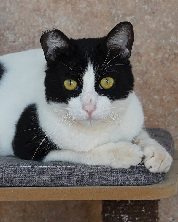 adoptable Cat in Novato, CA named Soren 291003