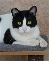 adoptable Cat in novato, CA named Soren 291003