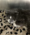 adoptable Cat in napa, CA named Ashes ID 45135