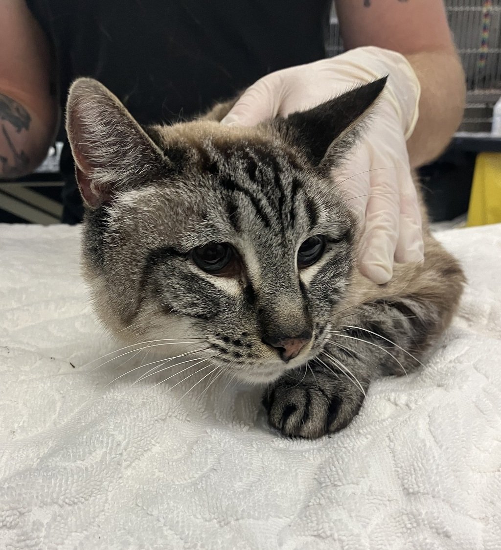 adoptable Cat in Napa, CA named Kahn ID 45136
