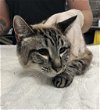 adoptable Cat in napa, CA named Kahn ID 45136