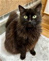 adoptable Cat in novato, CA named Jacklyn 291086