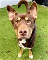 adoptable Dog in novato, CA named Hennessy 291344
