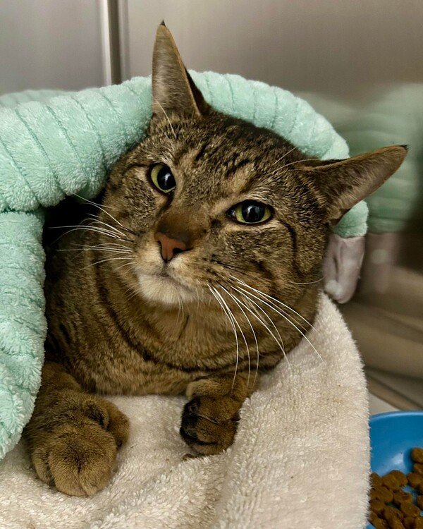 adoptable Cat in Novato, CA named Uriel 291765