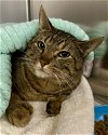adoptable Cat in novato, CA named Uriel 291765