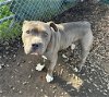 adoptable Dog in napa, CA named Whopper ID 44959