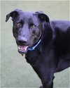 adoptable Dog in novato, CA named Jax 247783