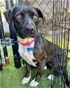 adoptable Dog in novato, CA named Luna 292253