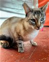adoptable Cat in novato, CA named Hoka 292065