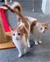 adoptable Cat in novato, CA named Deebo292223 & Samuel 292222