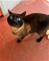adoptable Cat in novato, CA named Sir Reginald 293035