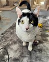adoptable Cat in novato, CA named Seamus 214430