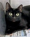 adoptable Cat in novato, CA named Luna 292608