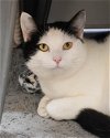 adoptable Cat in novato, CA named Bonnie 291935