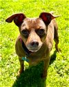 adoptable Dog in novato, CA named Jammy 292670