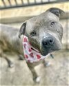 adoptable Dog in  named Astro 287717
