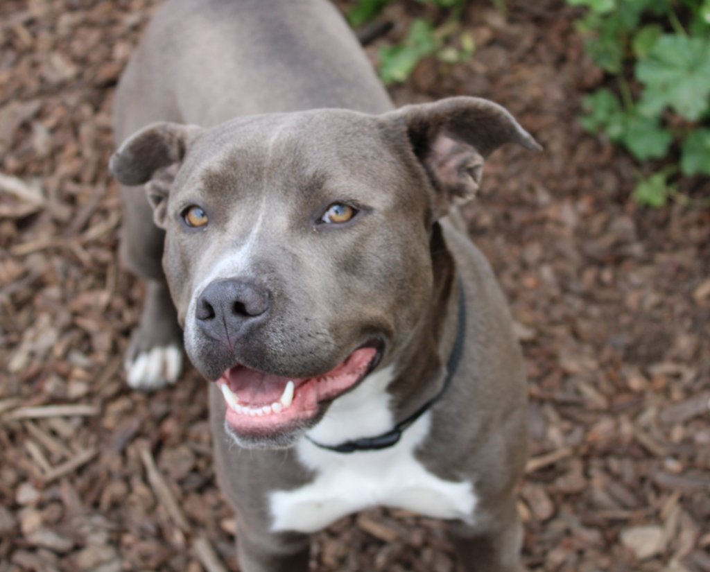 adoptable Dog in Napa, CA named Pearl ID 45591