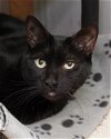 adoptable Cat in novato, CA named Smokey 253445