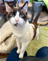 adoptable Cat in novato, CA named Rocky 239711