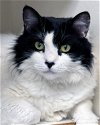 adoptable Cat in novato, CA named Kirra 285801