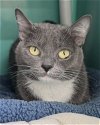 adoptable Cat in novato, CA named Candy 292893