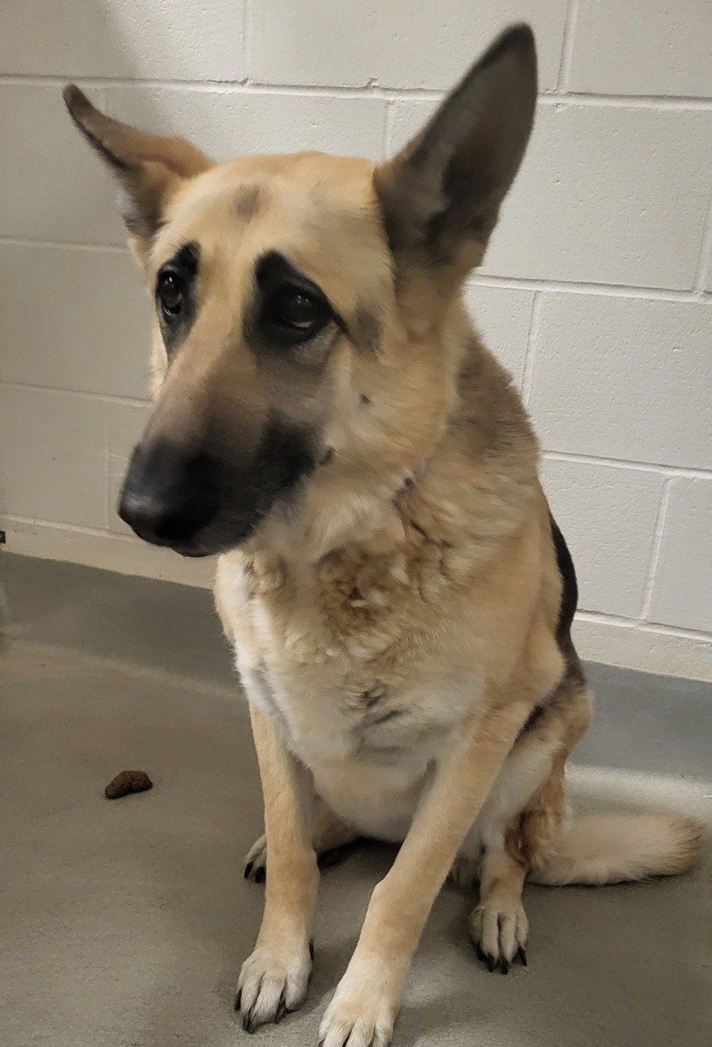 adoptable Dog in Napa, CA named Nala ID 45836