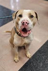 adoptable Dog in Novato, CA named Baxter 290952