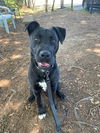 adoptable Dog in Santa Rosa, CA named Ricky A424876