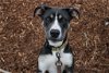 adoptable Dog in  named Aveena ID 45006