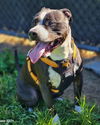 adoptable Dog in Novato, CA named King 292636