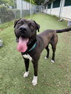 adoptable Dog in Santa Rosa, CA named Rodeo A425449