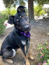 adoptable Dog in Santa Rosa, CA named Polo A425258