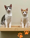 adoptable Cat in Novato, CA named Kelci 290253  &  Lark 209252