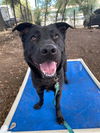 adoptable Dog in  named Luna A425709