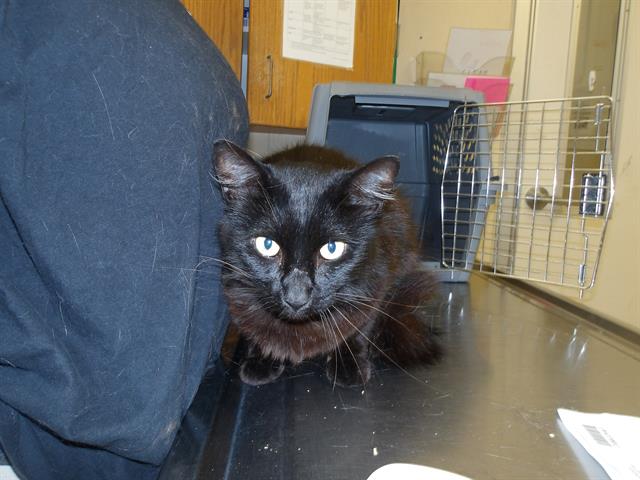 adoptable Cat in Santa Rosa, CA named Little Bear A427001