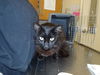 adoptable Cat in Santa Rosa, CA named Little Bear A427001