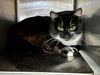 adoptable Cat in Santa Rosa, CA named Tucker A427386