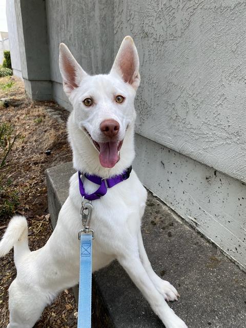 adoptable Dog in Santa Rosa, CA named Pinky A426263