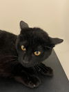 adoptable Cat in Napa, CA named Midnight ID 46822