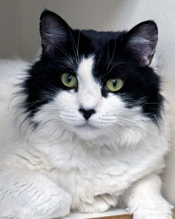 adoptable Cat in Novato, CA named Kirra 285801