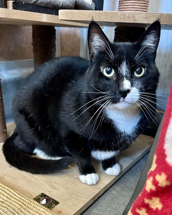 adoptable Cat in Novato, CA named Patchouli 293951