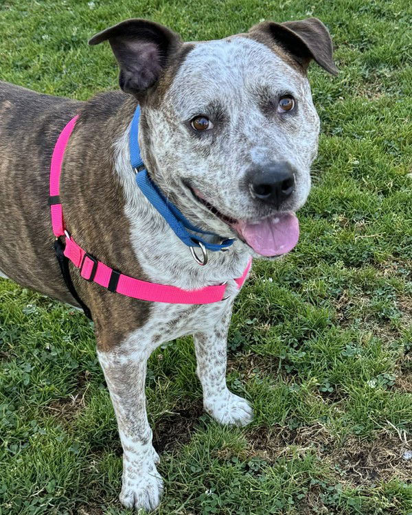 adoptable Dog in Petaluma, CA named Baked Potato 295871