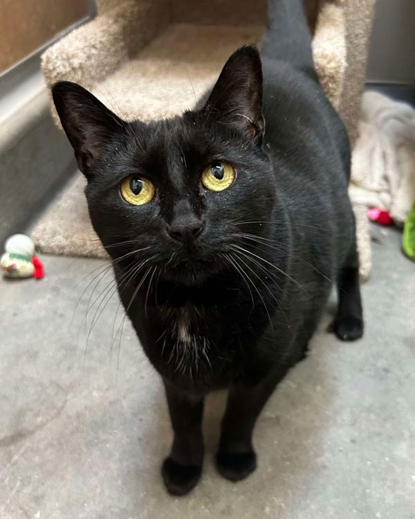 adoptable Cat in Novato, CA named Storm 295964