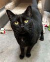 adoptable Cat in , CA named Storm 295964