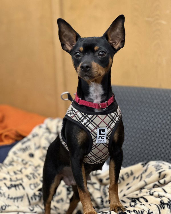 adoptable Dog in Novato, CA named Chiquita Velveeta 297431