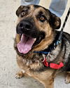 adoptable Dog in , CA named Max 242196